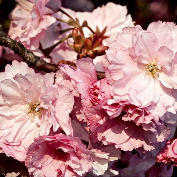 Japanese Cherry Blossom Soy Wax Melt 2.5 oz | Melts For Wax Warmer - Picture 3 of 4